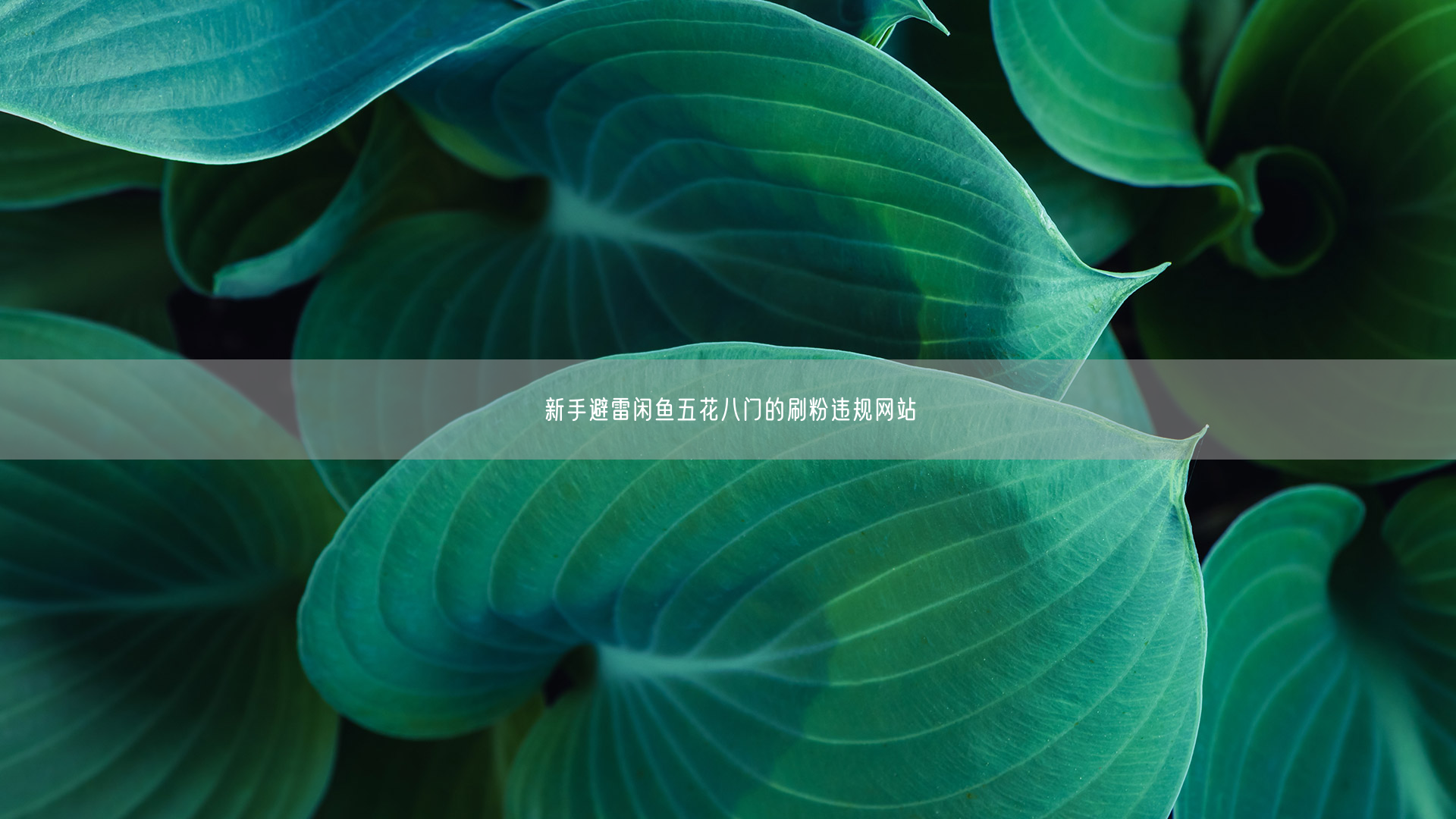 新手避雷闲鱼五花八门的刷粉违规网站