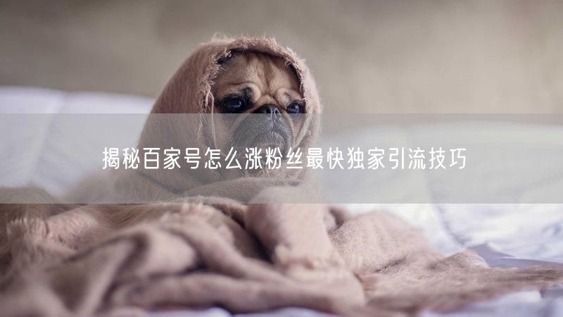 揭秘百家号怎么涨粉丝最快独家引流技巧
